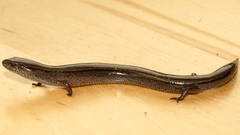 Hemiergis decresiensis