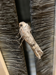 Lithomoia germana