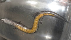 Hemiergis decresiensis