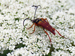 Typocerus acuticauda