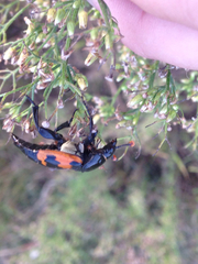 Nicrophorus marginatus