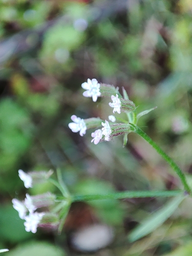 Torilis leptophylla iNat (3)