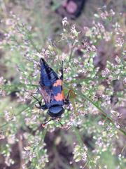 Nicrophorus marginatus