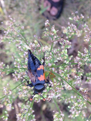 Nicrophorus marginatus