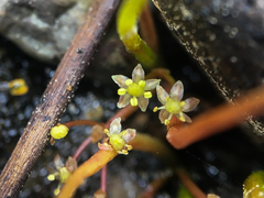 Lilaeopsis occidentalis