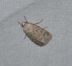 Leucocnemis perfundis