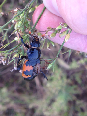Nicrophorus marginatus