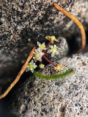 Lilaeopsis occidentalis