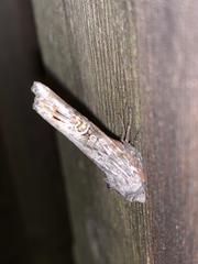 Lithomoia germana