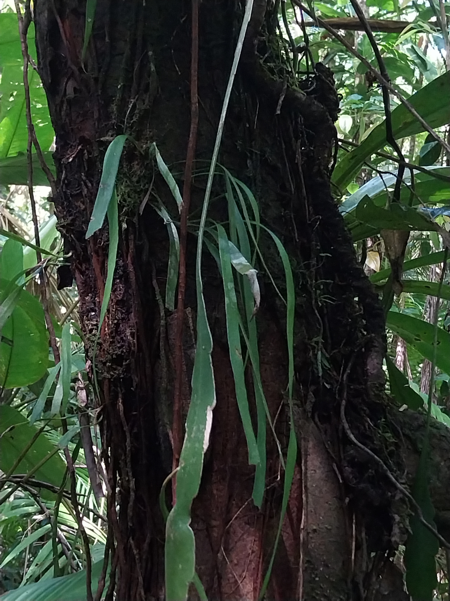 Epiphyllum phyllanthus