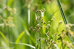 Scirpus hattorianus