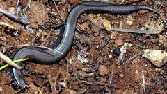 Hemiergis decresiensis