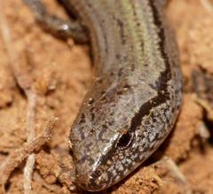 Hemiergis decresiensis