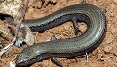 Hemiergis decresiensis