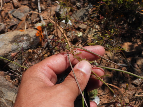 Cleome violacea, photograph 3
