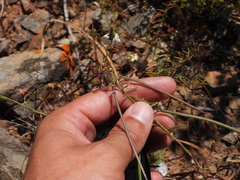 (c) Duarte Frade, some rights reserved (CC BY) Cleome violacea, photograph (c) Duarte Frade, some rights reserved (CC BY)