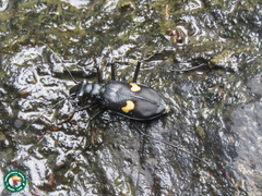 Oxycheila tristis
