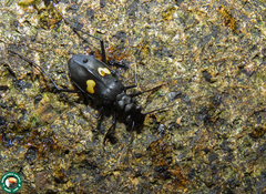 Oxycheila tristis