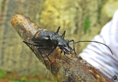 Oxycheila tristis