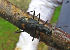 Oxycheila tristis