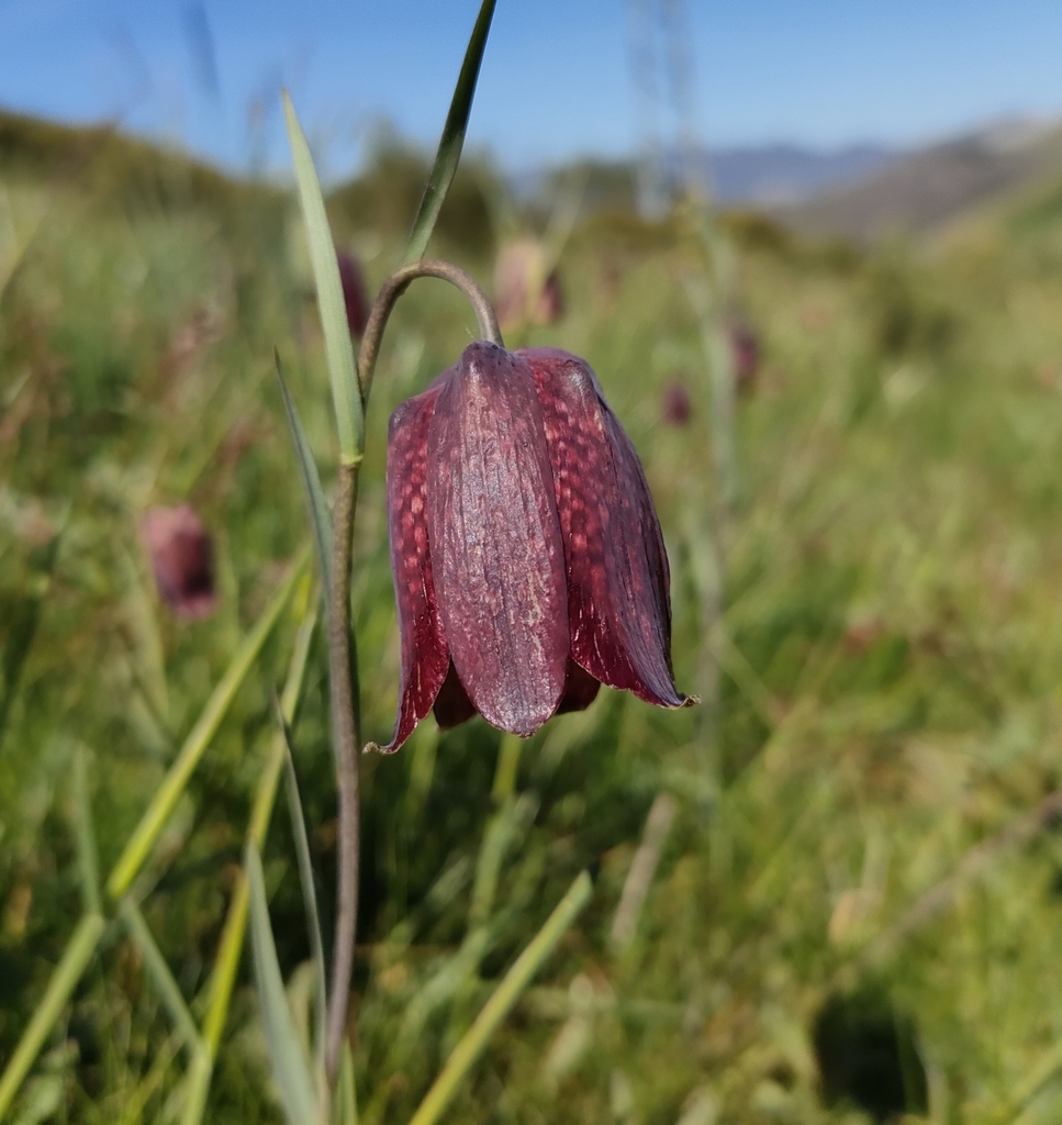 Pyrenean fritillary