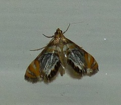 Nymphicula nigristriata