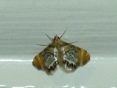 Nymphicula nigristriata