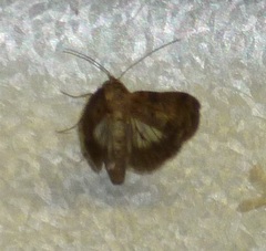 Stictopterinae