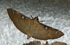 Cotachena