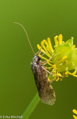 Annulipalpia
