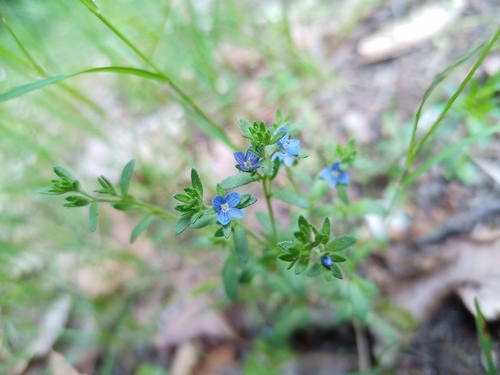 Dillenius' speedwell (Veronica dillenii)