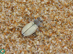 Cylindera nivea nivea