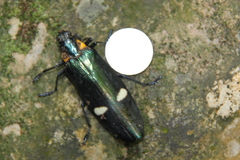 Megaloxantha bicolor