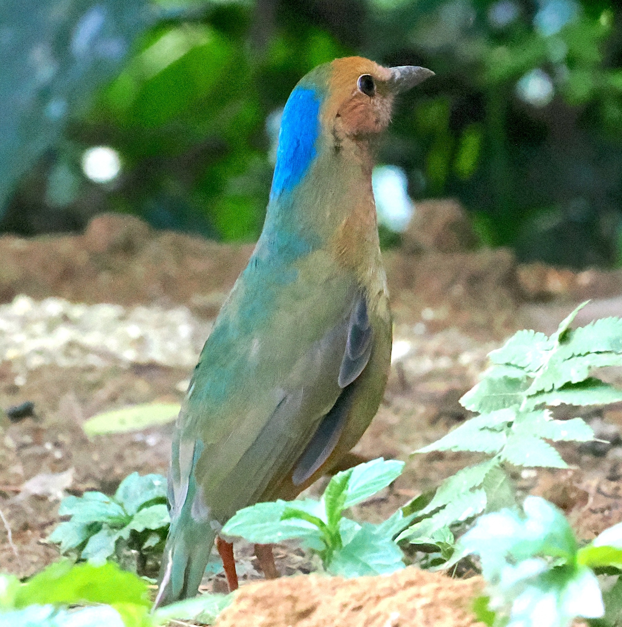 Blue-naped Pitta