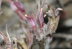 Cordylanthus kingii helleri