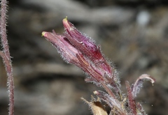 Cordylanthus kingii helleri