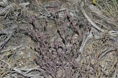 Cordylanthus kingii helleri