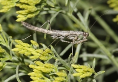 Litaneutria baccina