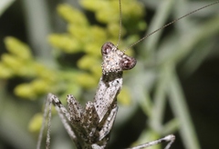 Litaneutria baccina