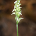 Lesser Ladies' Tresses - Photo (c) Suzanne Cadwell, some rights reserved (CC BY-NC), uploaded by Suzanne Cadwell