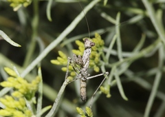 Litaneutria baccina