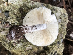 Lepiota naucina