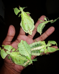 Pulchriphyllium bioculatum