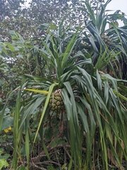 Pandanus tectorius: Herkunft und Verwendung — Foto 3