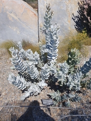 Eucalyptus macrocarpa