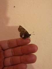 Aguna asander asander