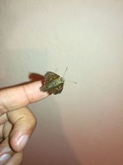 Aguna asander asander