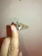 Aguna asander asander