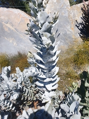 Eucalyptus macrocarpa