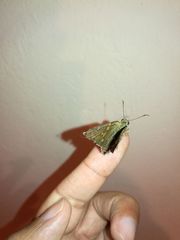 Aguna asander asander